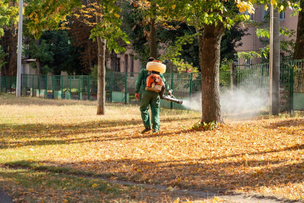 Wasp Removal Services in Easton, PA